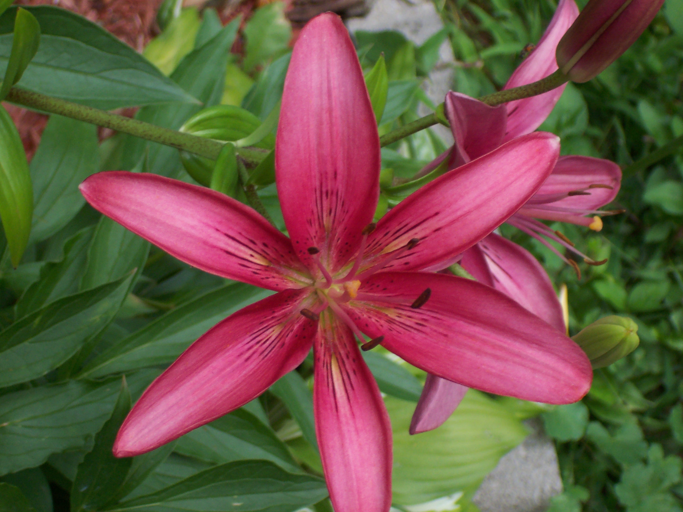 a flower from my backyard in NY