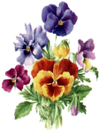 pansy