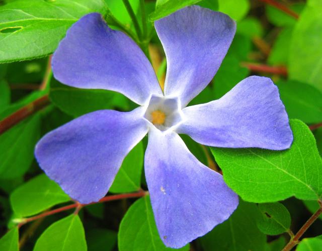 Blue Flower