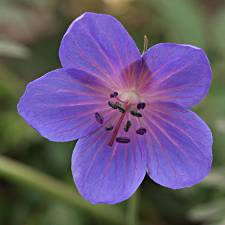 Blue Flower