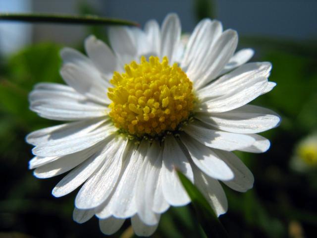 Daisy