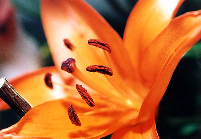 Orange Flower