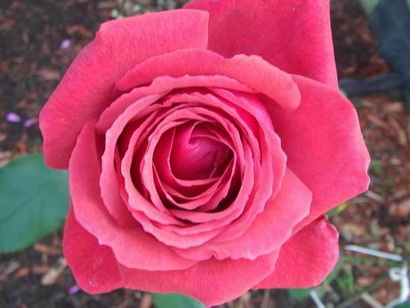 Pink Flower