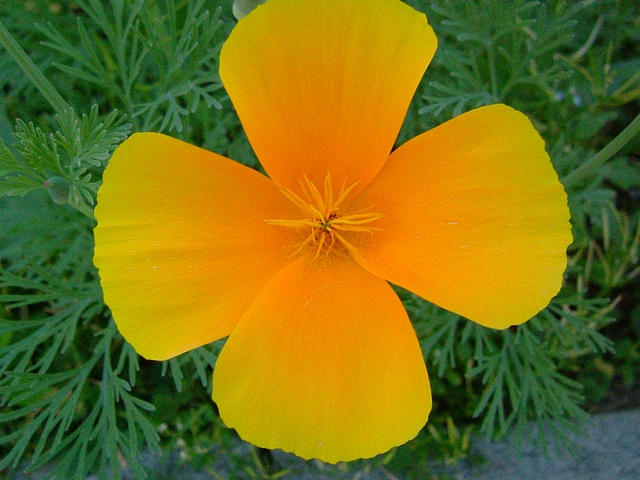 Poppy