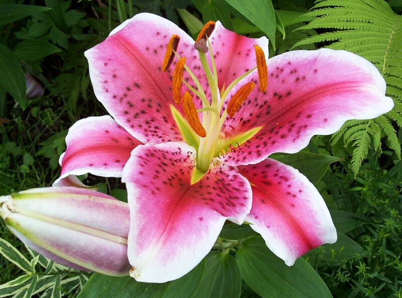 Stargazer
