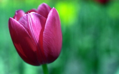 Tulip