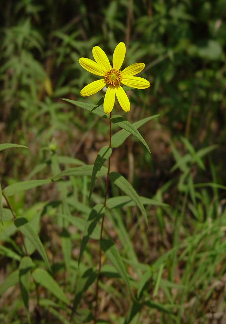 Yellow Flower