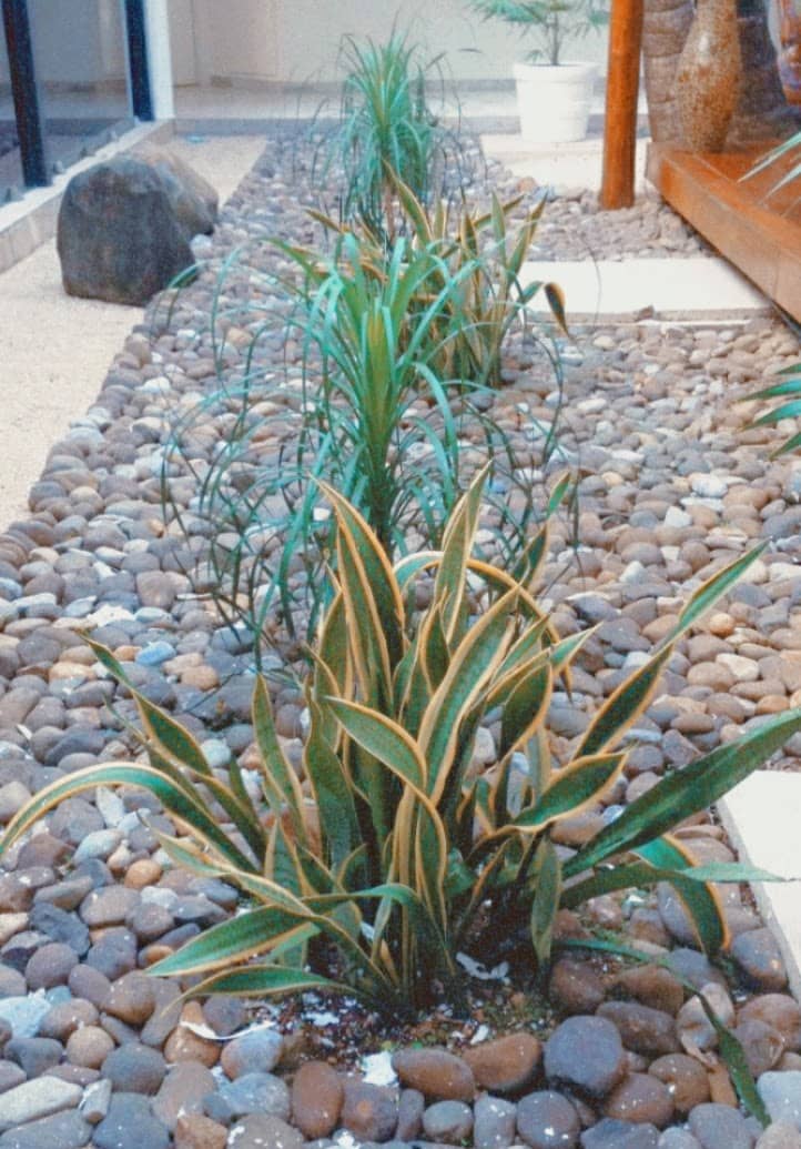plants