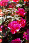 rose of Beijing.jpg (75037 bytes)