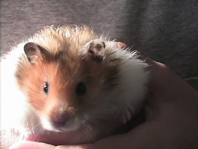 Chip