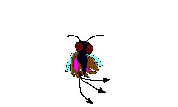 Needle Fly