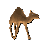 Camel