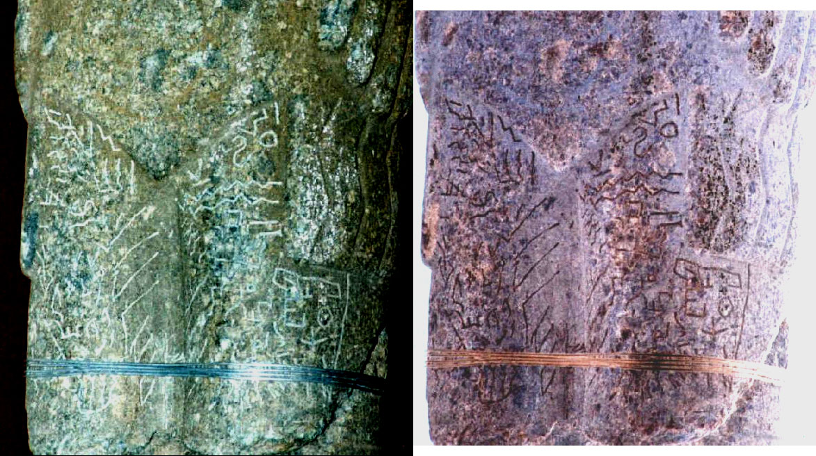 pokotia