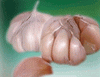 Garlic (Allium Sativum)
