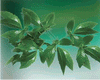 Lagundi ( Vitex Negundo)