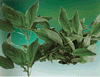 Saluyot (Corchorus Olitorius)