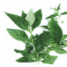 Sinta (Andrographis Paniculata)