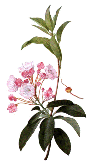flor2