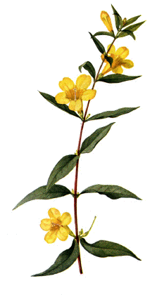 flor1