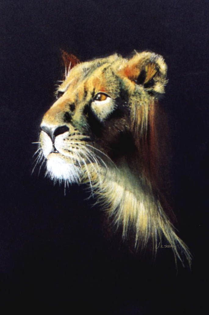 Lioness