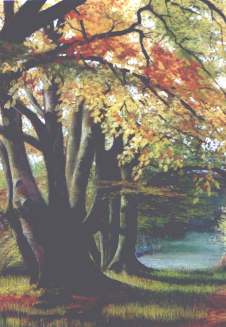 Woodland Walk