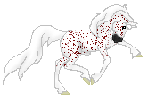 OS Simon Two, cute fleabitten arabian stallion out of Tiwara by Simeon Sharav