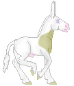 OS Toffifee, lovely mammont jack stallion, with amazing color out of OS Sugar Cookie by DHR Toffe