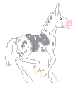 LS Ashwana, blue pinto mule mare