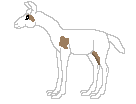 Ayleen, white/chocolate spotted alpaca female