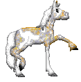 CN Say It Isn�t So, cute blue strawberry roan warmblood pinto made by Amaya