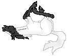 DHR Bold Obsession, paint horse stallion out of Obsidien Reflection by Bold Flame