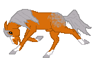 CN Orange Shadow, chestnut/grey appaloosa stallion bought from Amaya�s auction