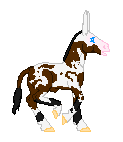 Chocolate Spiral, donkey stallion