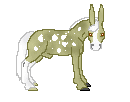 DHR Chocolate Dawn, palomino spotted donkey stallion out of Spotted At Dawn by Chocolate Moose