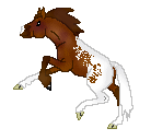 DHR Spotted Sand, bay appaloosa mare out of Sand Piper by Full Tilt