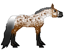 LS Fatima - appaloosa mare made by me