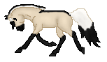 OS Golden Keys, my amazing fjord mare out of Golden Haze by Kimo