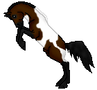 OS Maxon, dark brown pinto stallion, warmblood out of Frosted Wildfire by Maxamillion