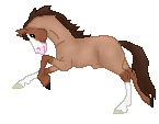 OS Perfect Aston, lovely warmblood stallion redroan, out of OS Apalala by OS Pumpkin King