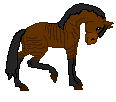 LS Borsie is zebroid mare