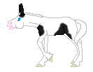 LS Fairy May, black pinto mule mare out of LS Fairy Flmae by Meron