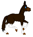 LS Ima brown minimal pinto mule mare