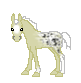 LS Fantasiah, palomino appaloosa filly out of Fatima by DHR Roses Darkness