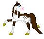 LS Short Rhett is cute brown pinto out of LS Sassan by LS Sample