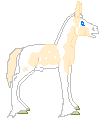 LS Uno, mule stallion, palomino pinto gypsy