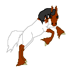 DHR Few Lady, draft/arabian mare