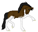 DWS Exsprash, my new dark bay pintaloosa stallion made by Saim