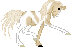 DWS Fly o Free, light palomino pinto warmblood stallion made by Saim. We train him for dressage!