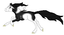 DWS Song of the South, cute black tovero mare made by Saim