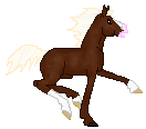 DWS Silver Wind, 8 years old warmblood stallion, bay silver dapple